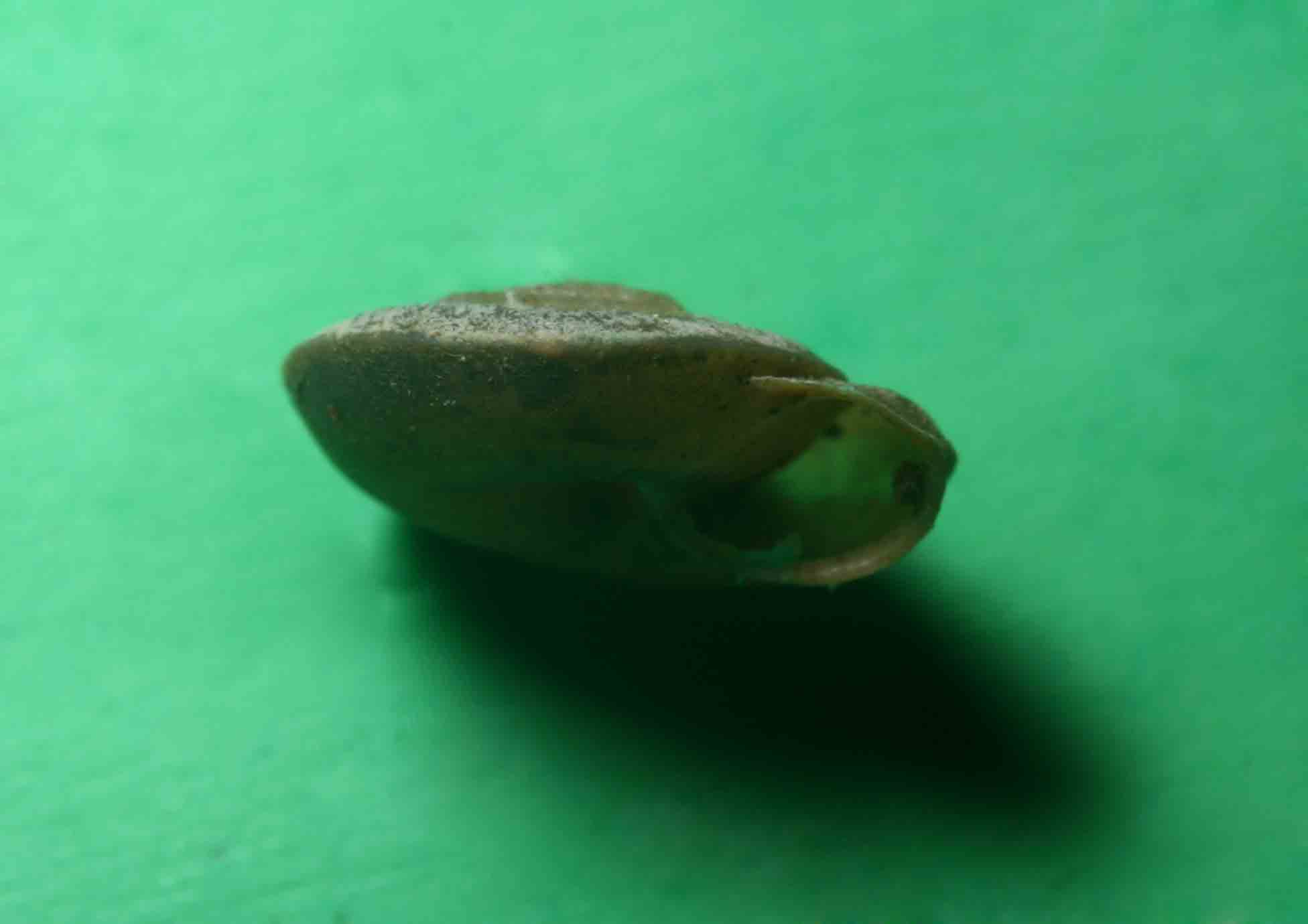Caracollina (Caracollina) lenticula (Michaud, 1831)  Lipari
